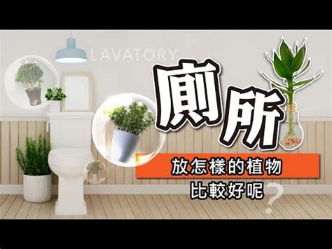 廁所放植物|【廁所植物必學】6款常見植物，讓你打造綠意盎然的。